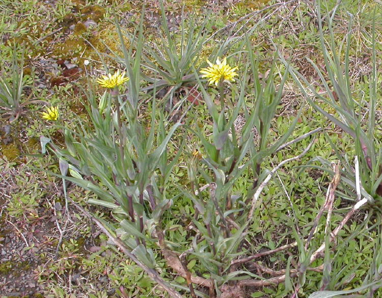 شنگ - معرفی و خواص گیاهان دارویی